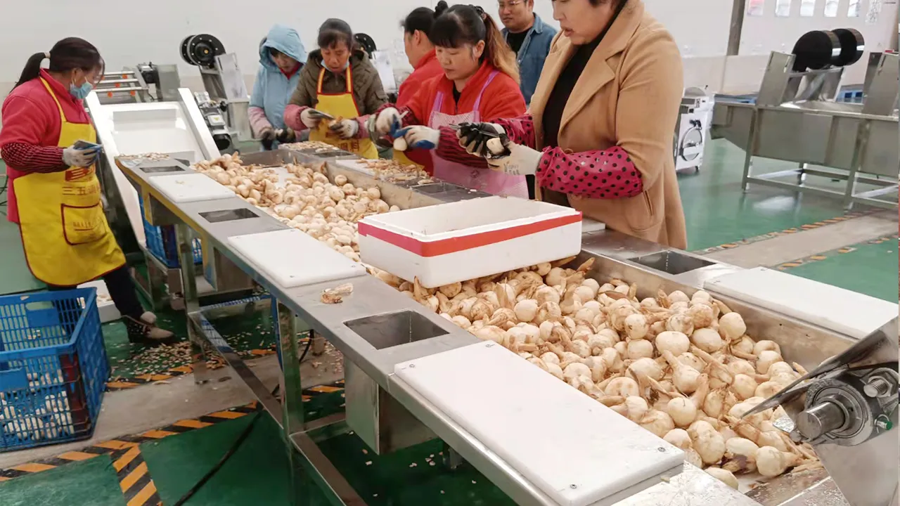 Nanjing mushroom production line in China